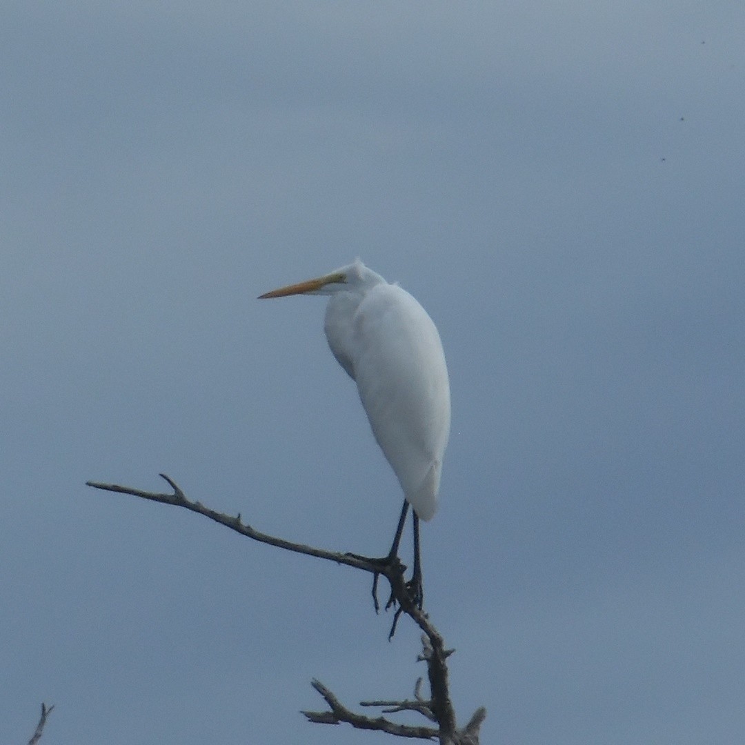 Great Egret - ML642530065