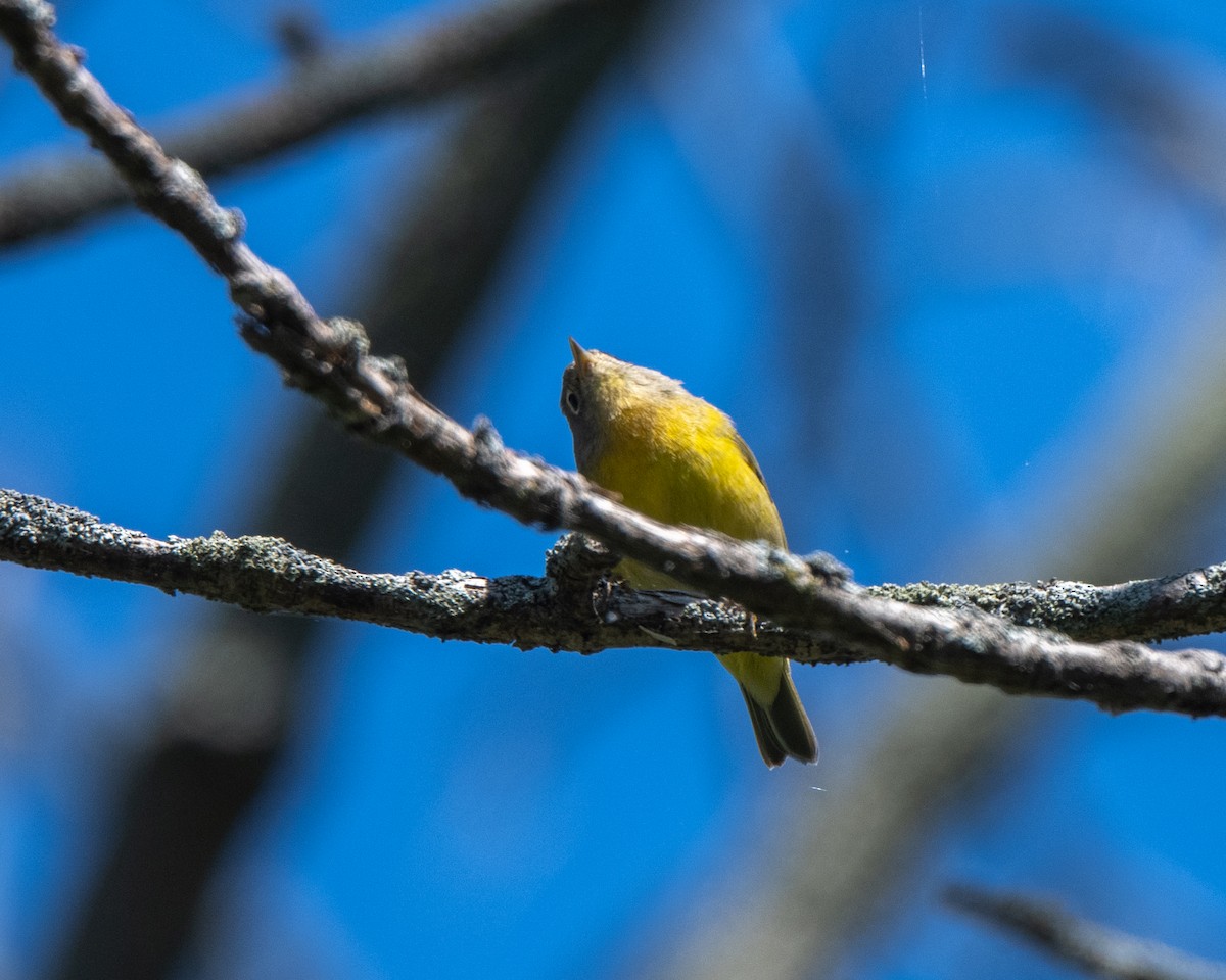 Nashville Warbler - ML642530078