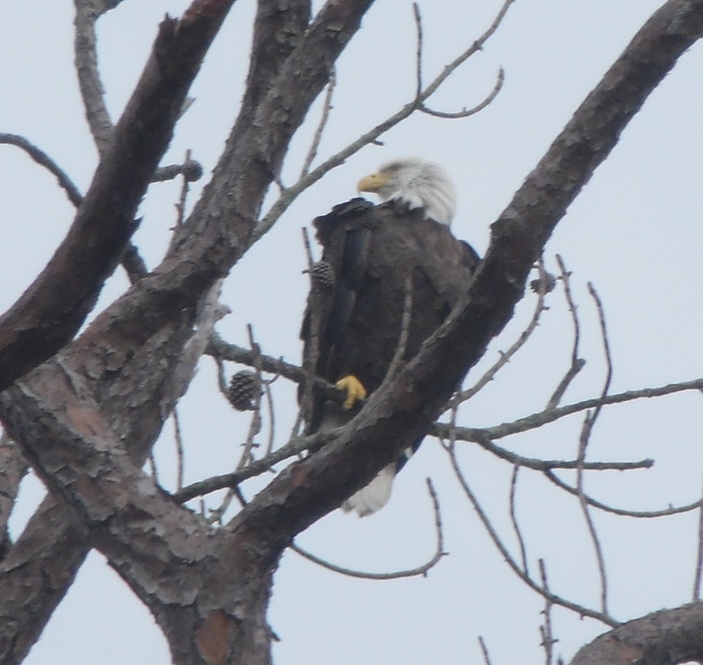 Bald Eagle - ML642530086
