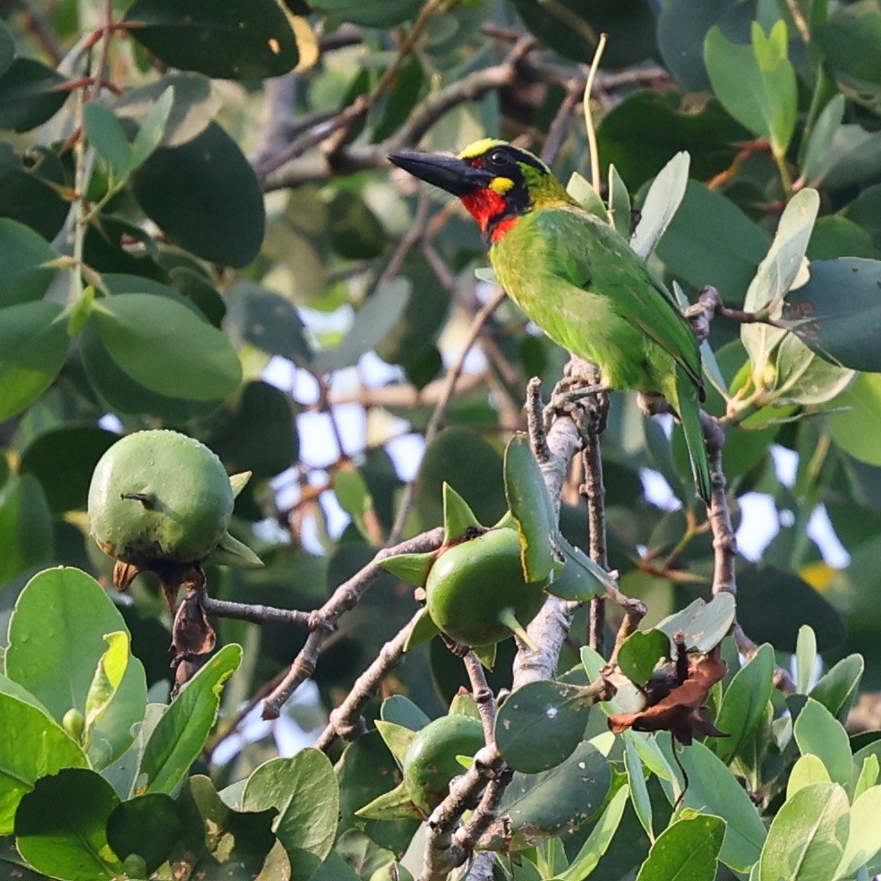 Black-banded Barbet - ML642530118