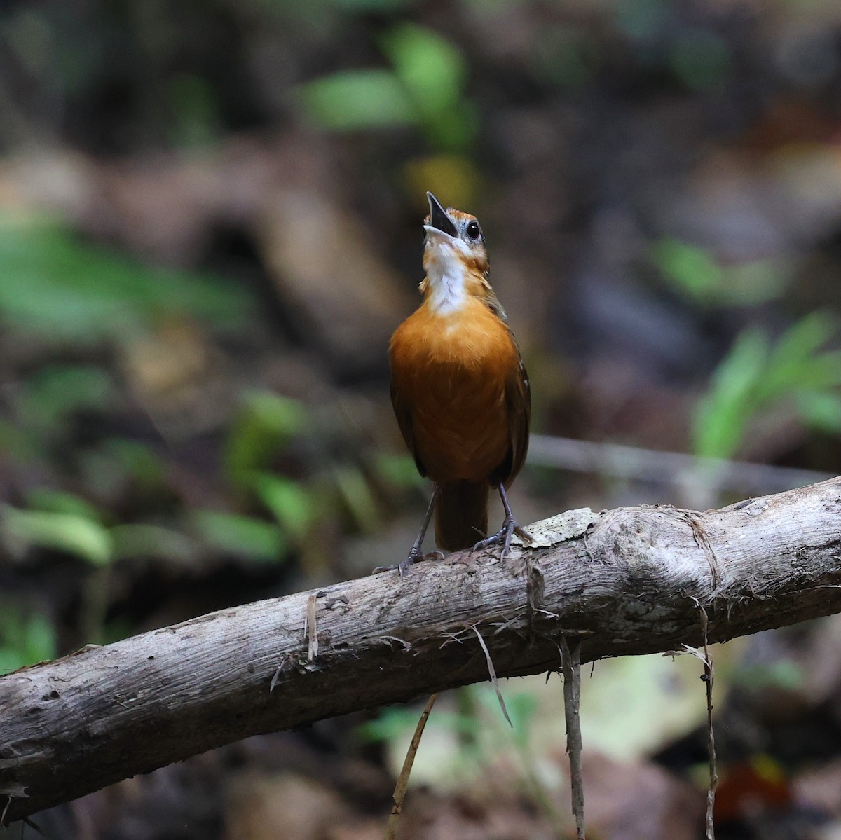Javan Black-capped Babbler - ML642530142