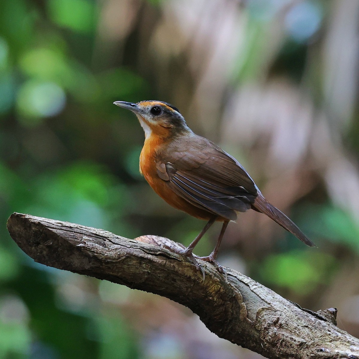 Javan Black-capped Babbler - ML642530143