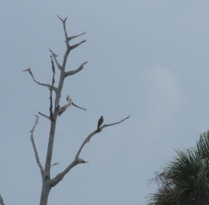 Cooper's Hawk - ML642530158