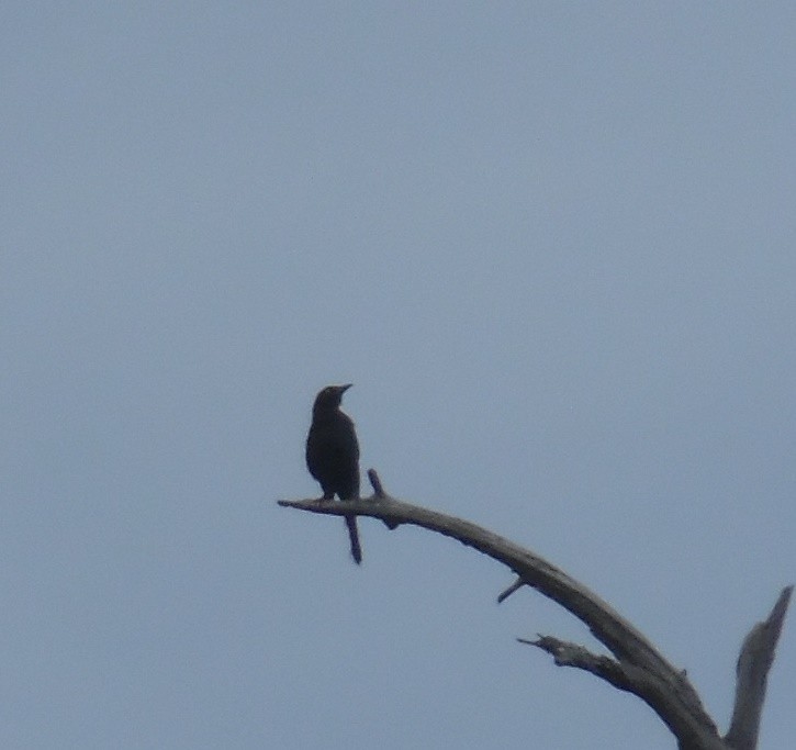 Common Grackle - ML642530168