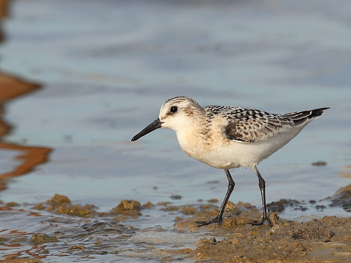 Sanderling - ML642530185