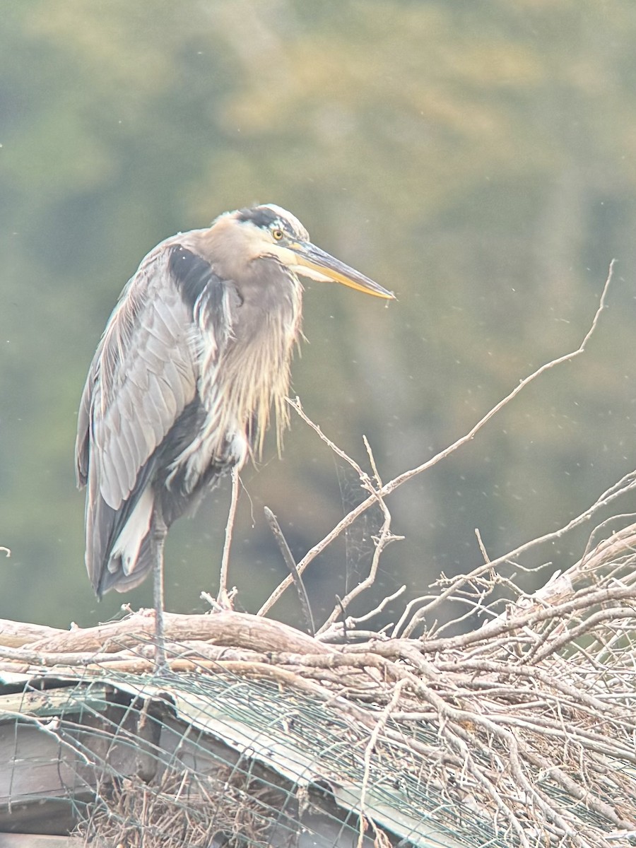 Great Blue Heron - ML642530201