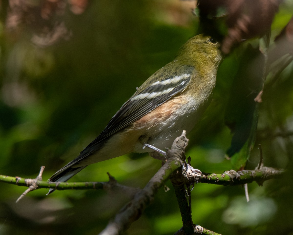 Bay-breasted Warbler - ML642530203