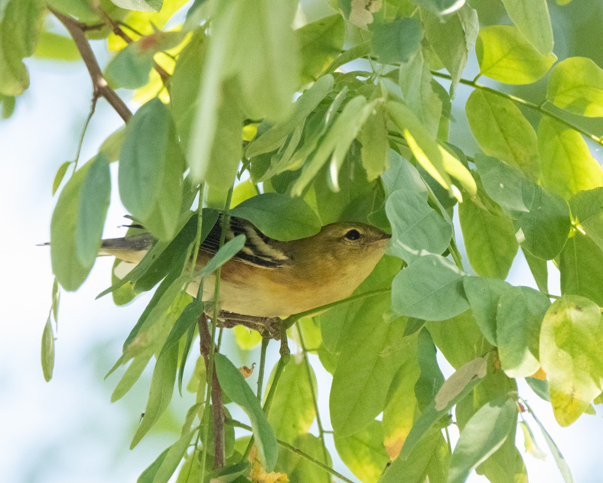 Bay-breasted Warbler - ML642530205