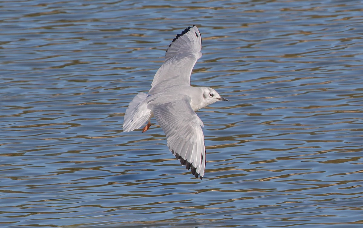 Bonaparte's Gull - ML642530207