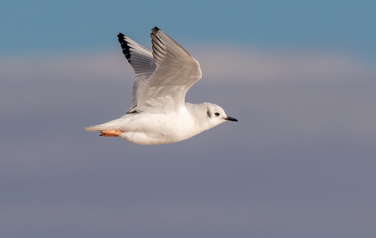 Bonaparte's Gull - ML642530208