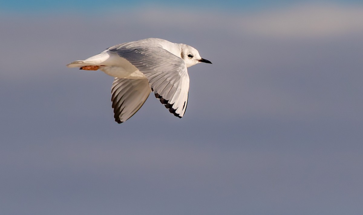 Bonaparte's Gull - ML642530209