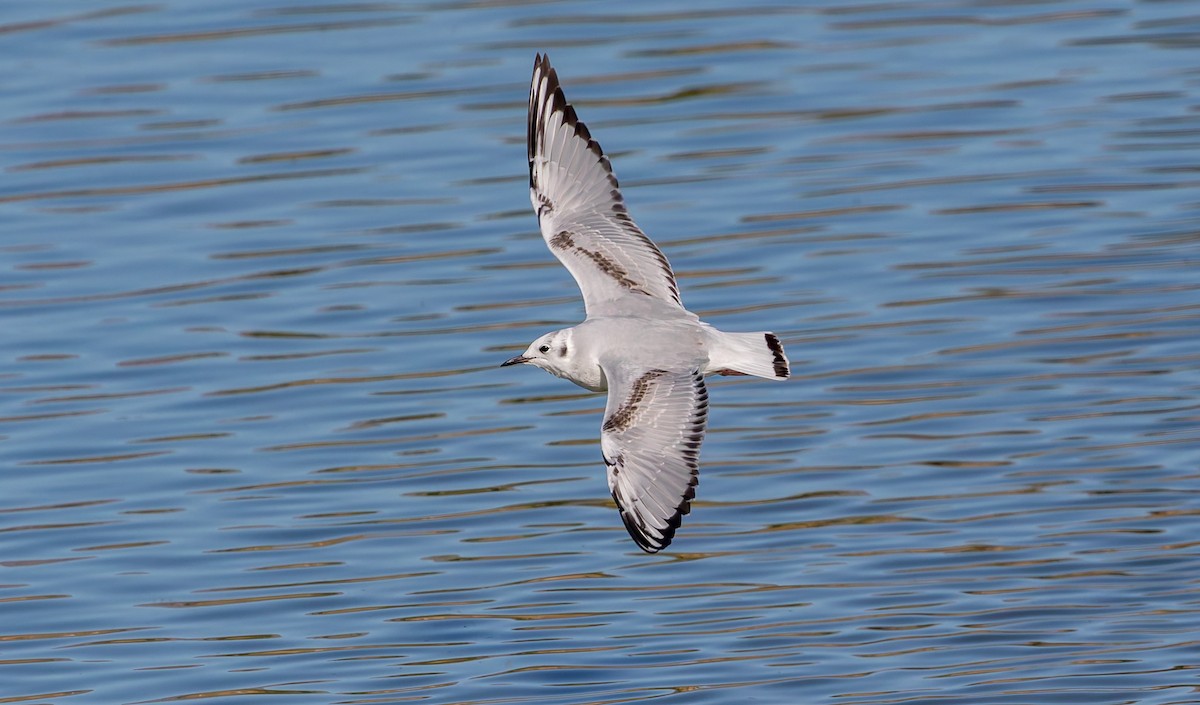 Bonaparte's Gull - ML642530210