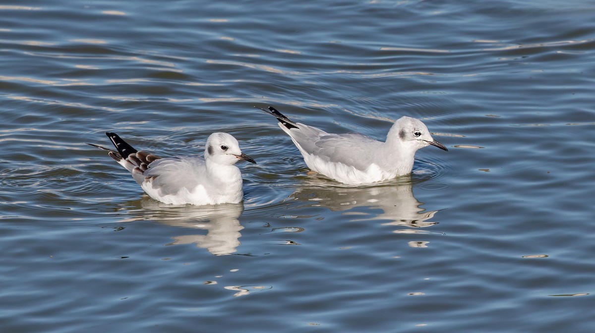 Bonaparte's Gull - ML642530211