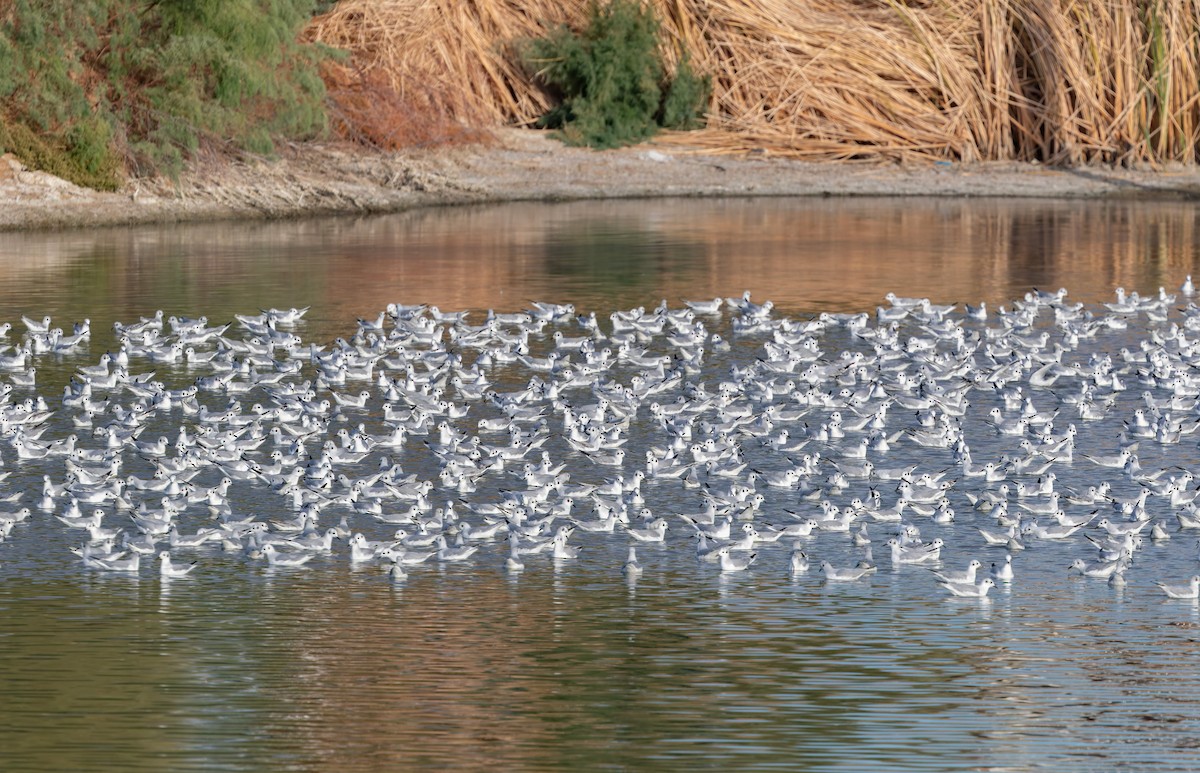 Bonaparte's Gull - ML642530212