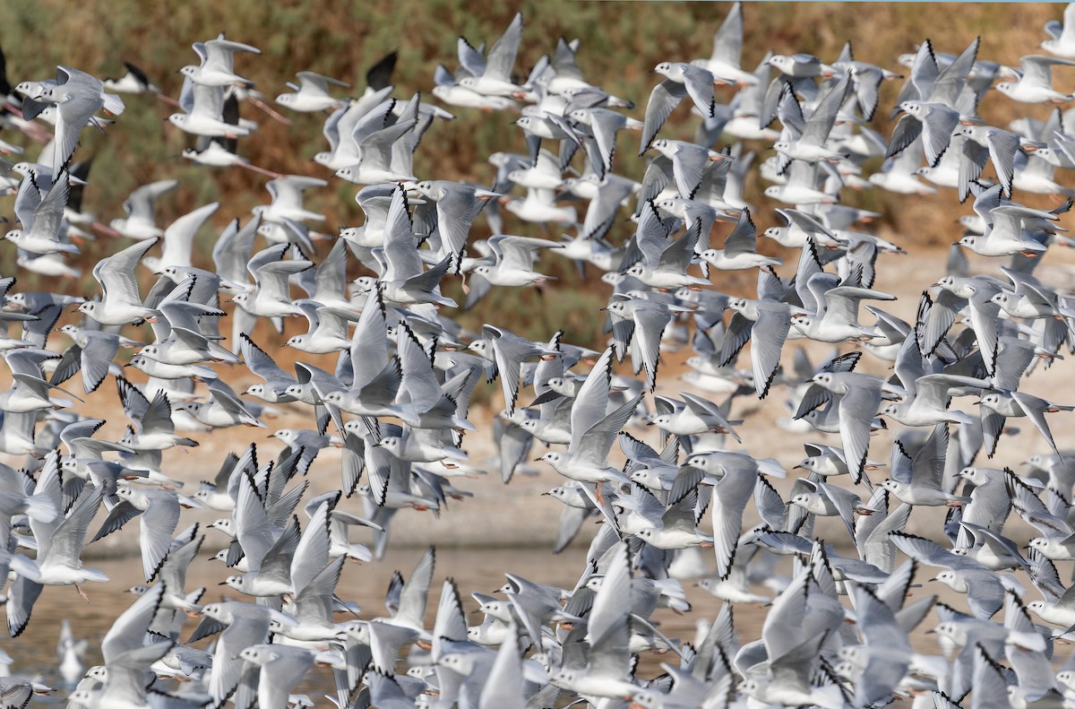 Bonaparte's Gull - ML642530214