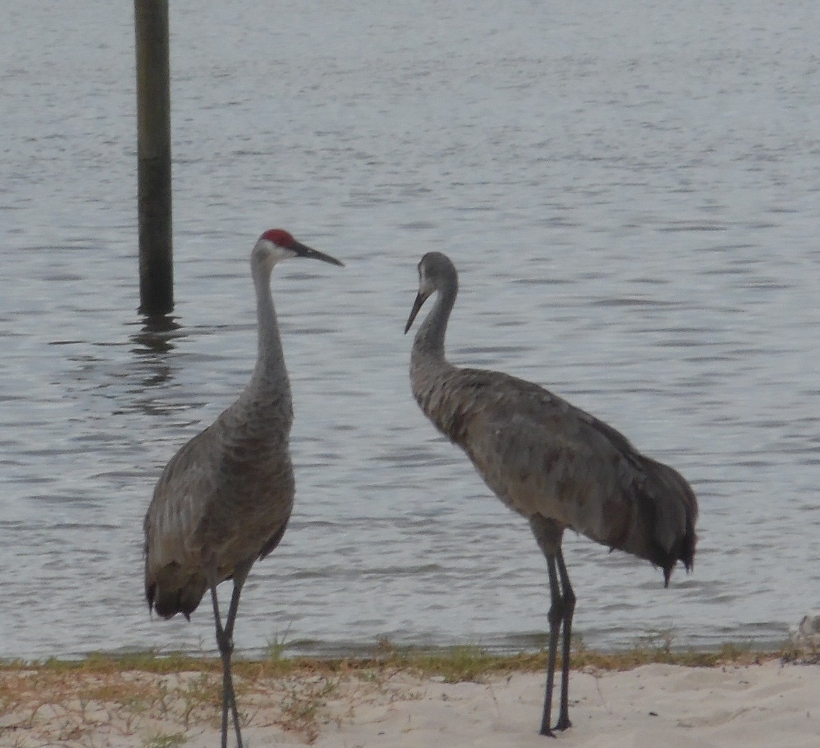Sandhill Crane - ML642530217