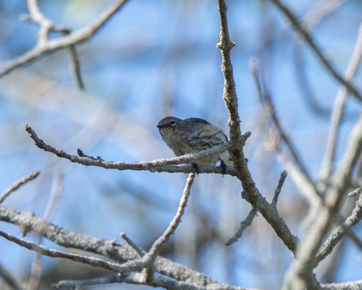 Yellow-rumped Warbler - ML642530221