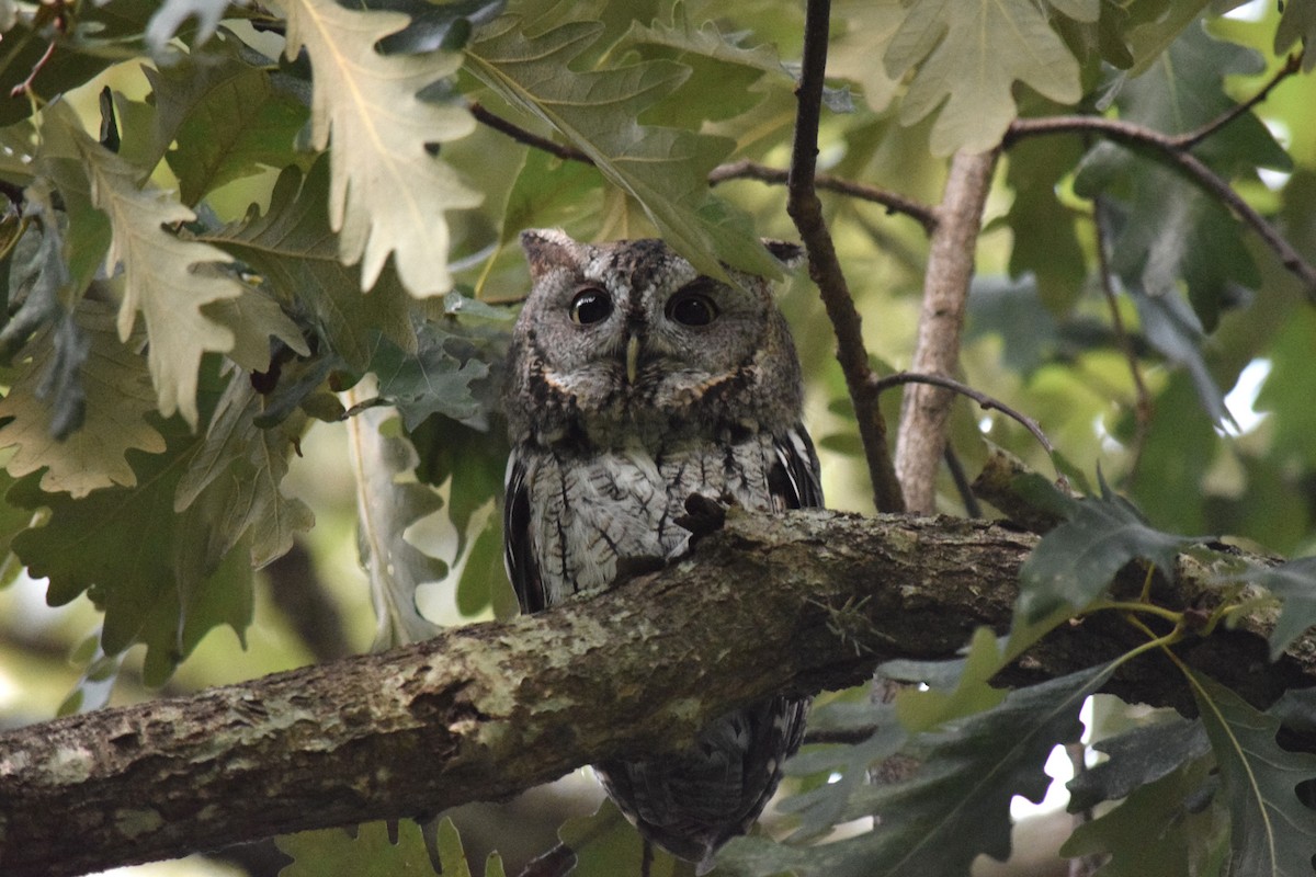 Eastern Screech-Owl - ML642530222