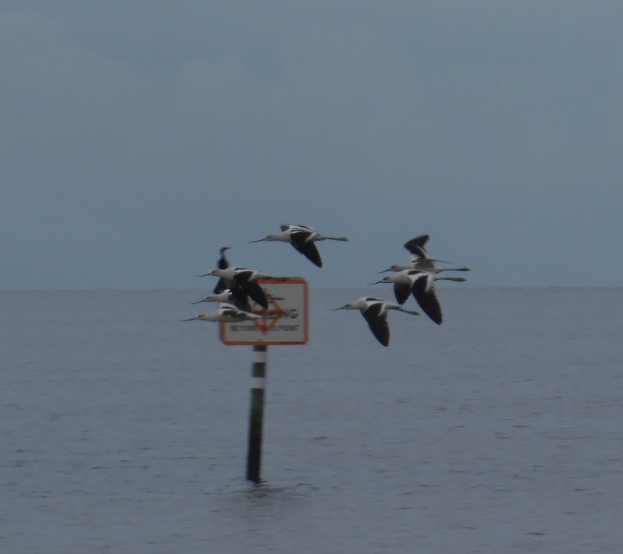 American Avocet - ML642530229