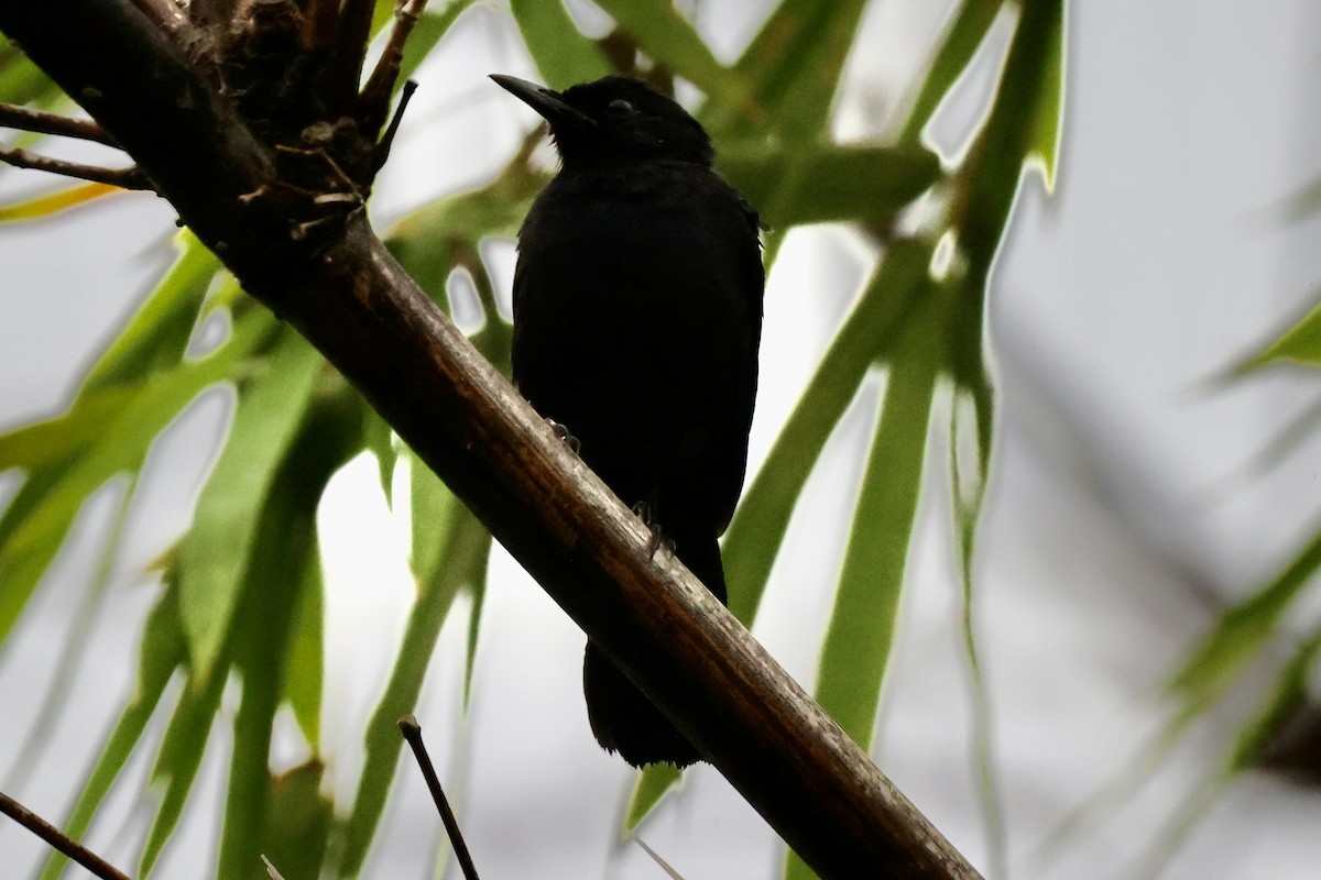 Black Catbird - ML642530236