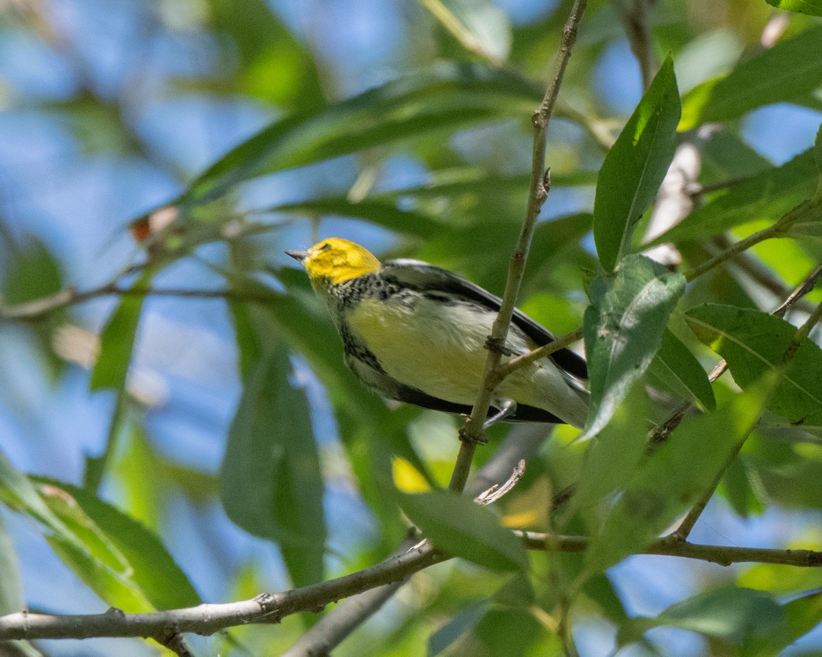 Black-throated Green Warbler - ML642530237