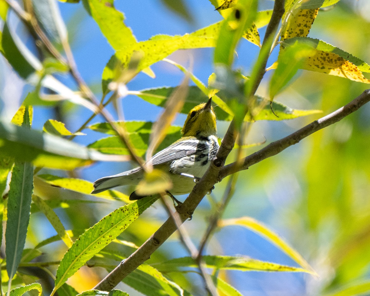 Black-throated Green Warbler - ML642530238