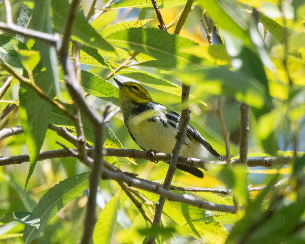 Black-throated Green Warbler - ML642530239