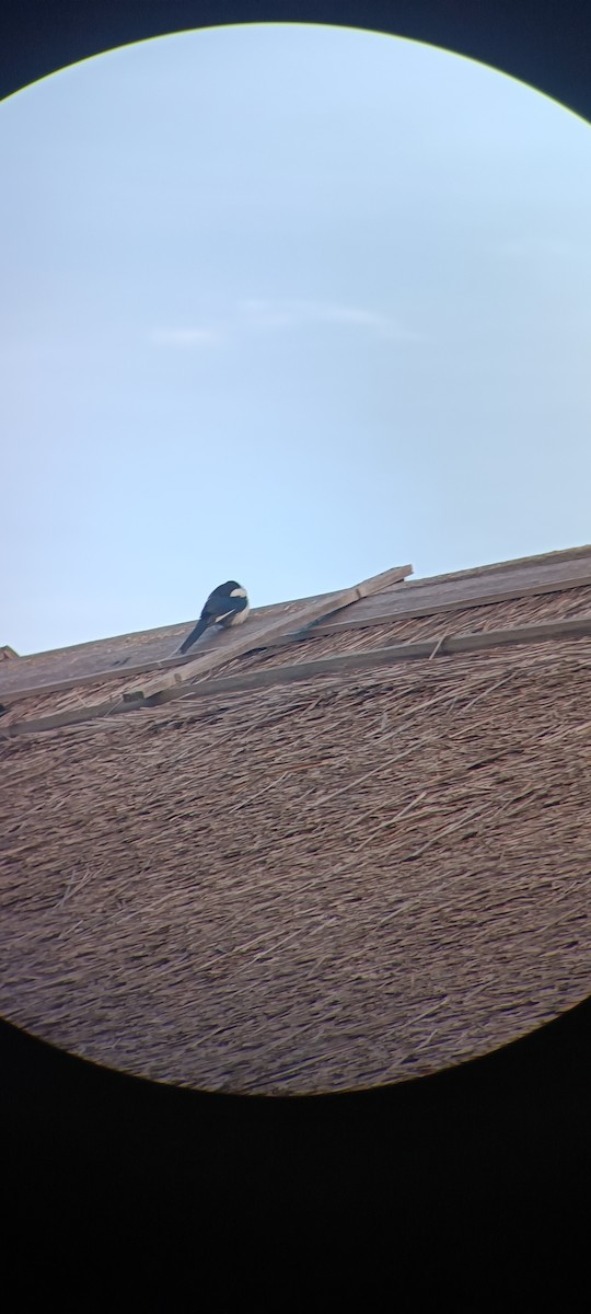 Eurasian Magpie - ML642530243