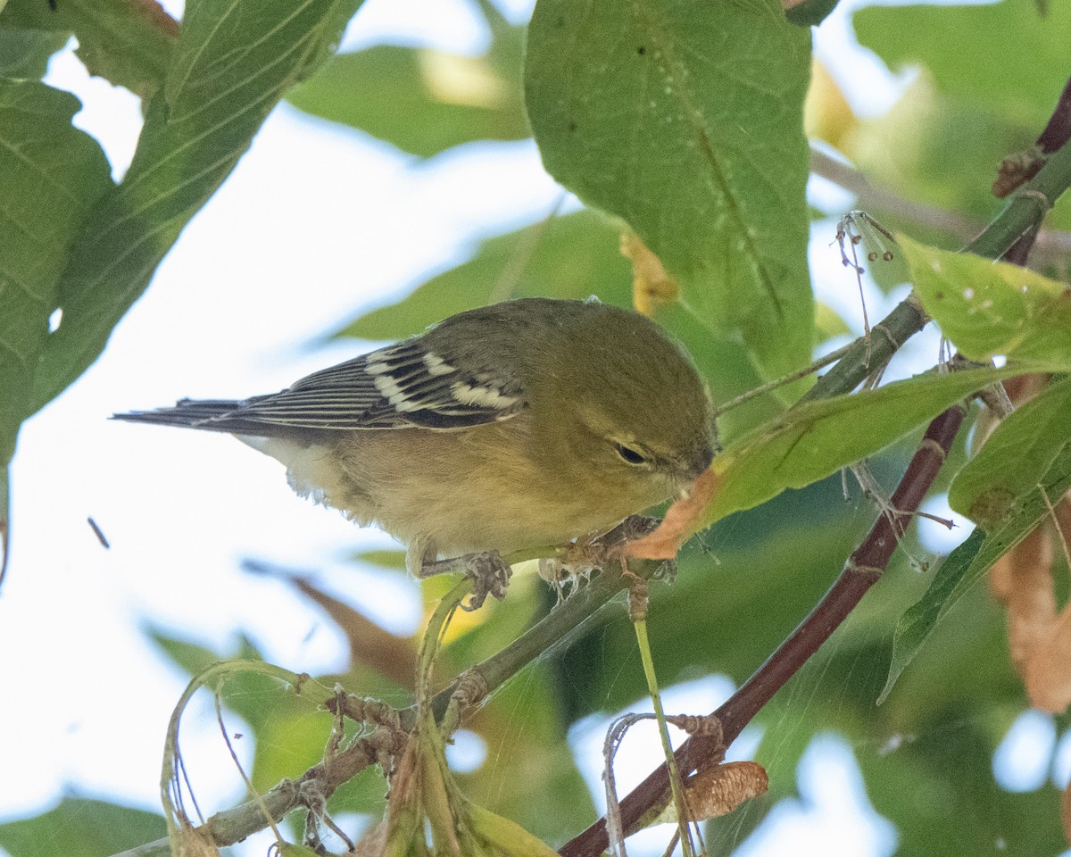 Bay-breasted Warbler - ML642530247