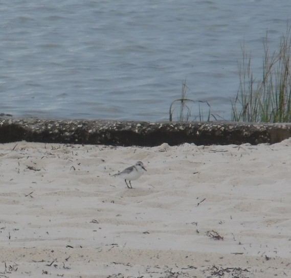 Sanderling - ML642530248