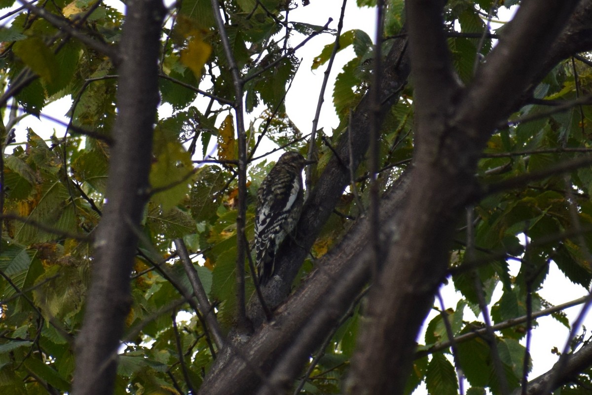 Yellow-bellied Sapsucker - ML642530251