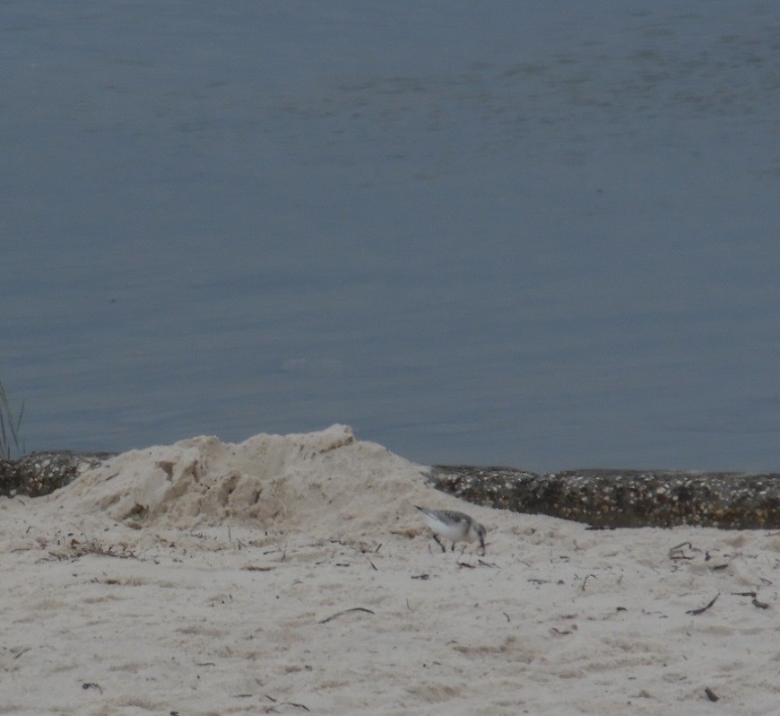 Sanderling - ML642530254