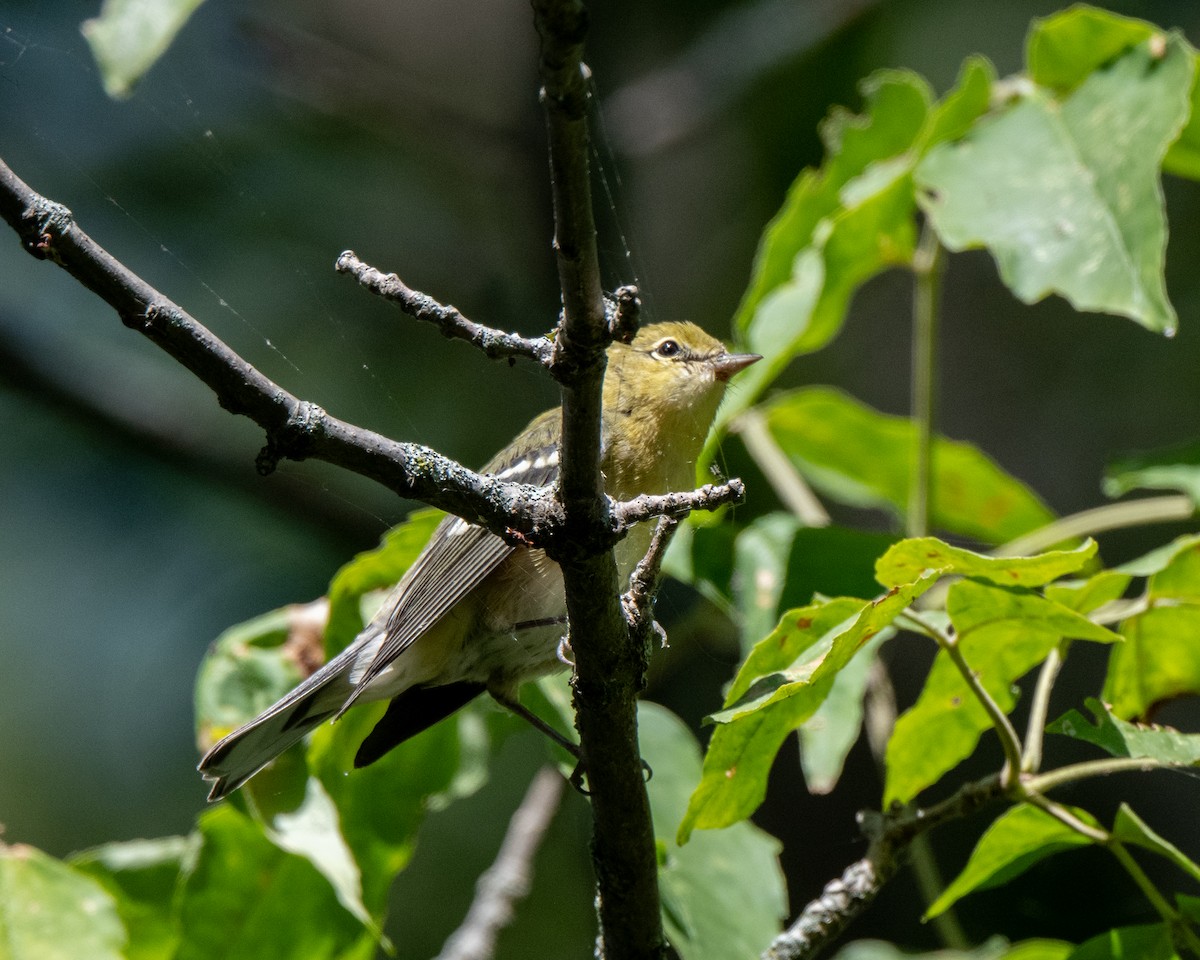 Bay-breasted Warbler - ML642530256