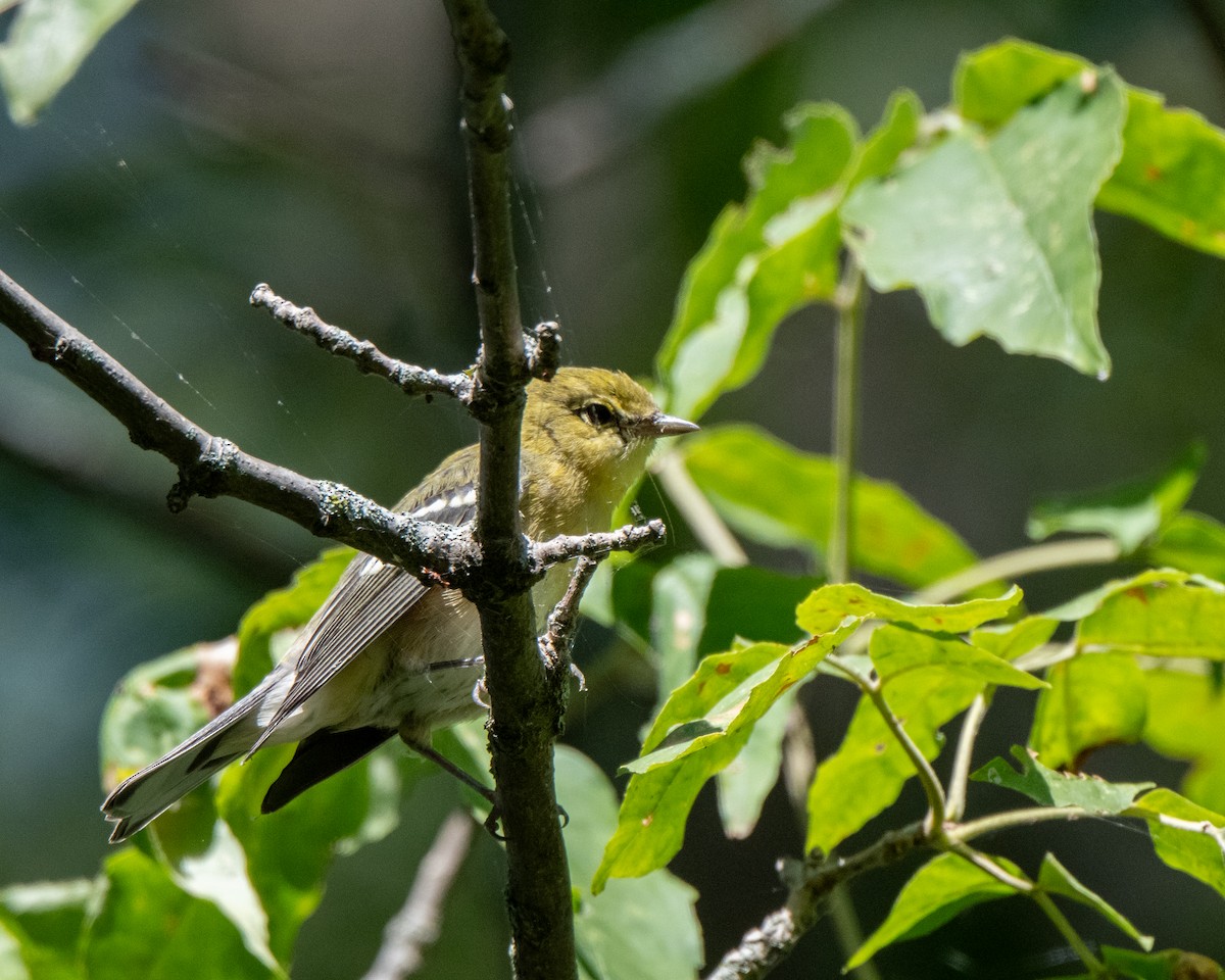 Bay-breasted Warbler - ML642530257