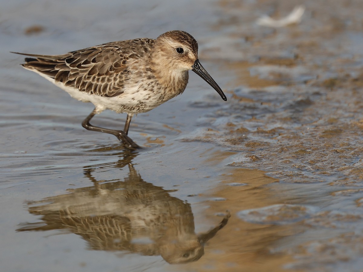 Dunlin - ML642530267