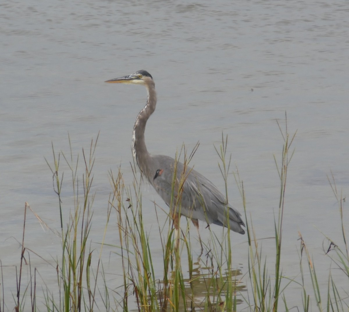Great Blue Heron - ML642530277