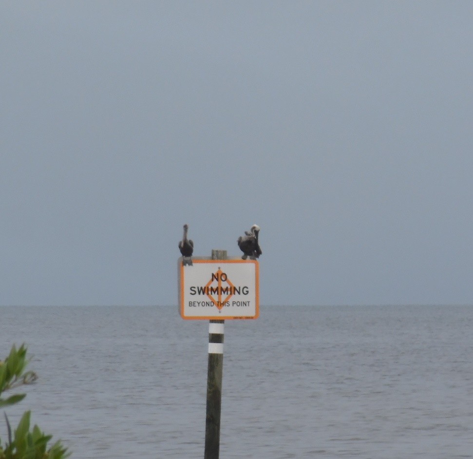 Brown Pelican - ML642530285