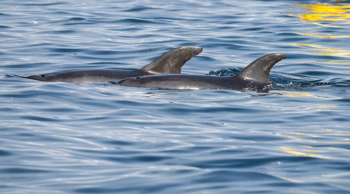 Common Bottlenose Dolphin - ML642530286