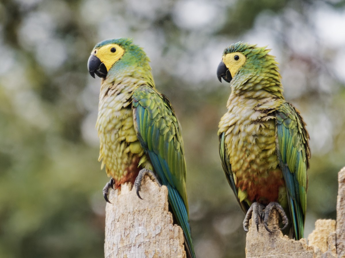 Red-bellied Macaw - ML642530289