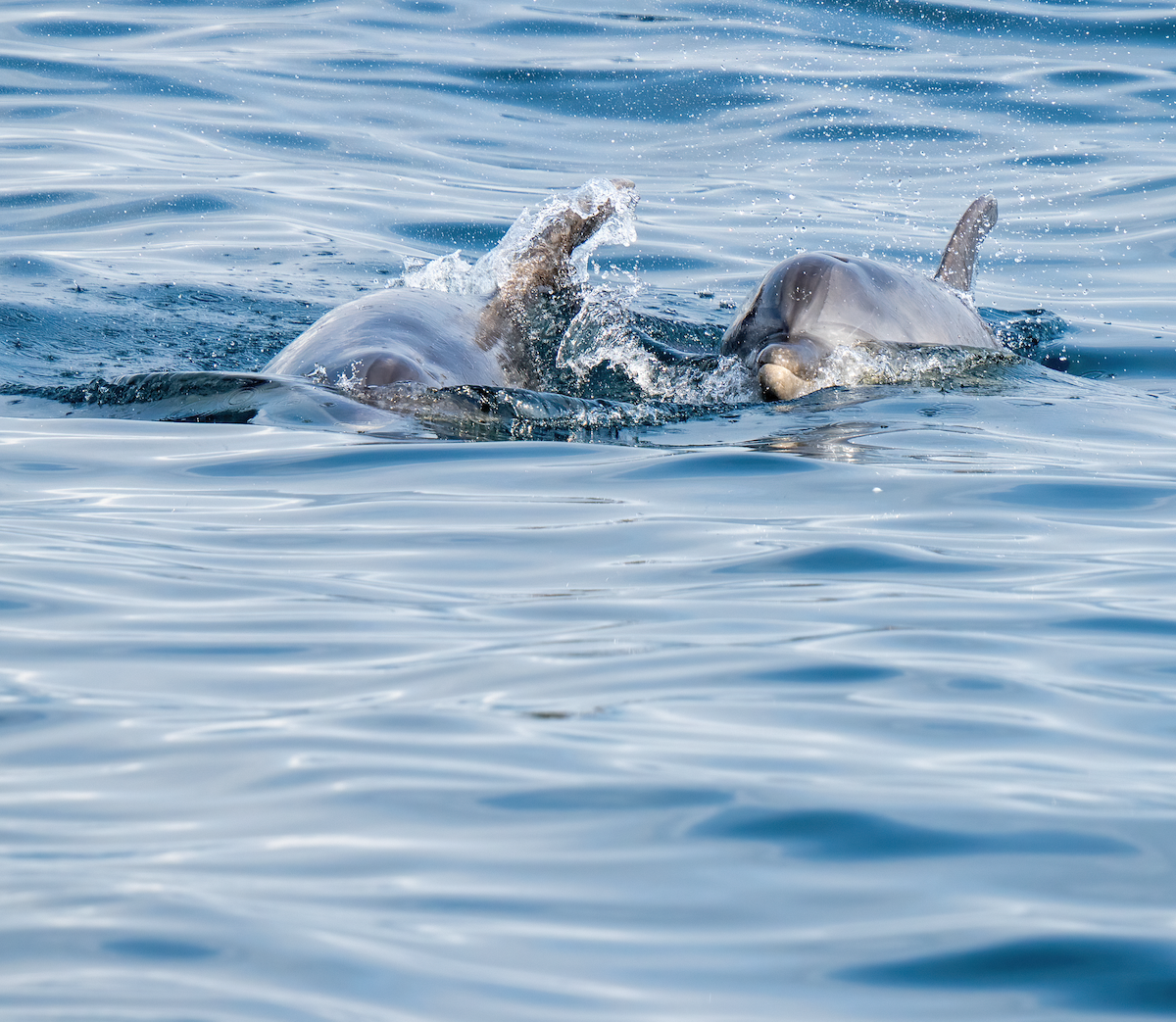 Common Bottlenose Dolphin - ML642530290