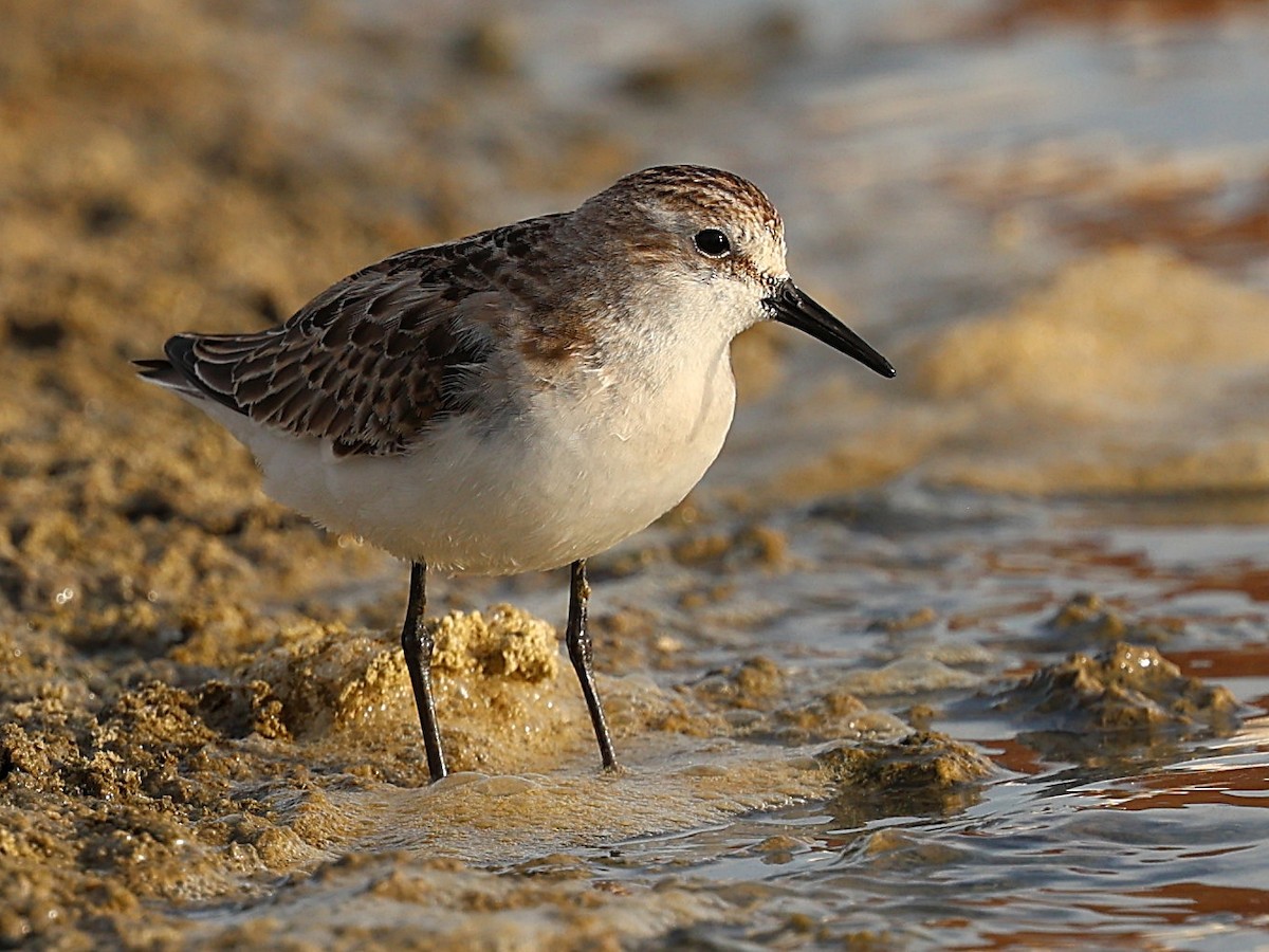 Little Stint - ML642530303
