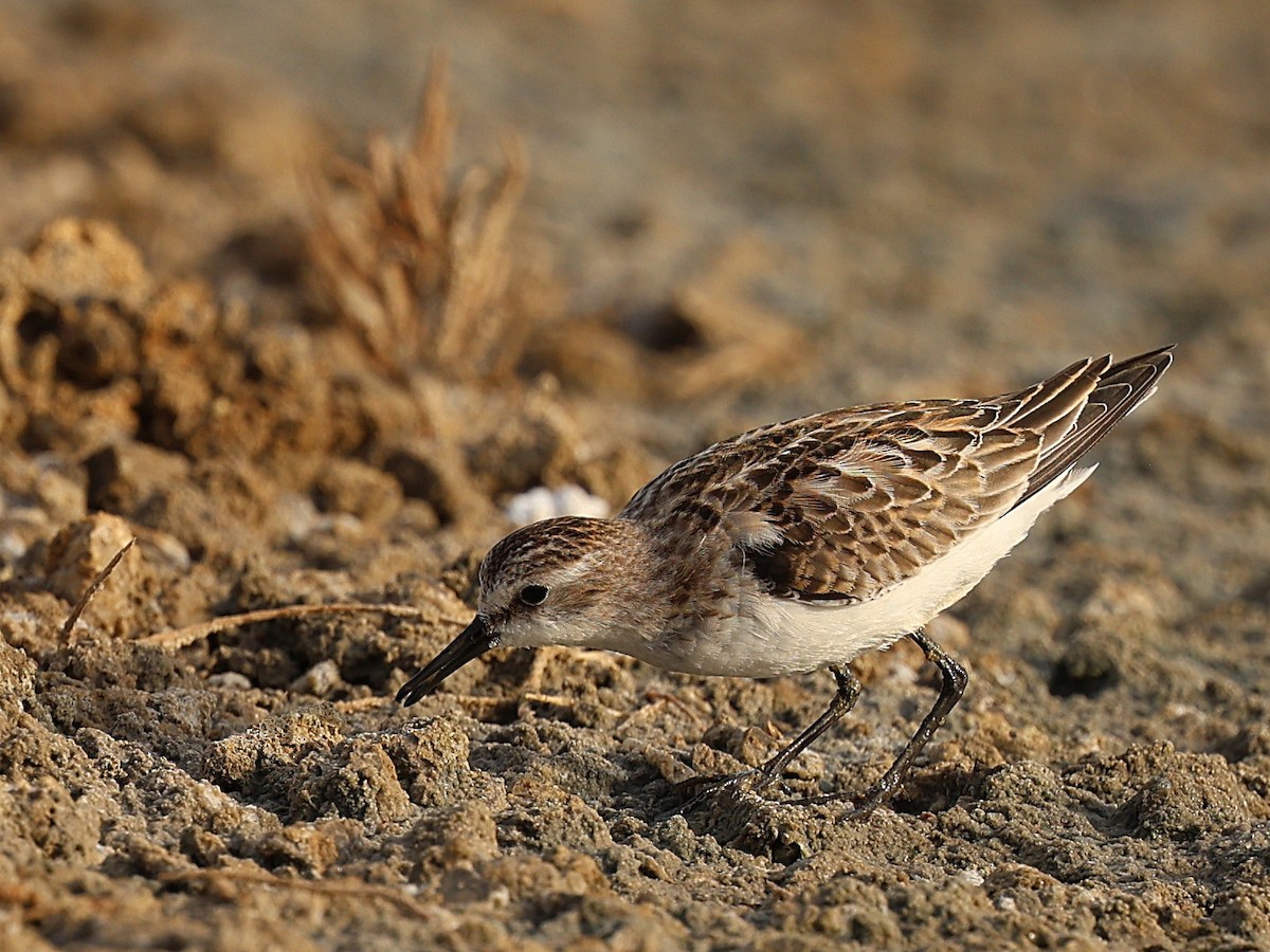 Little Stint - ML642530304