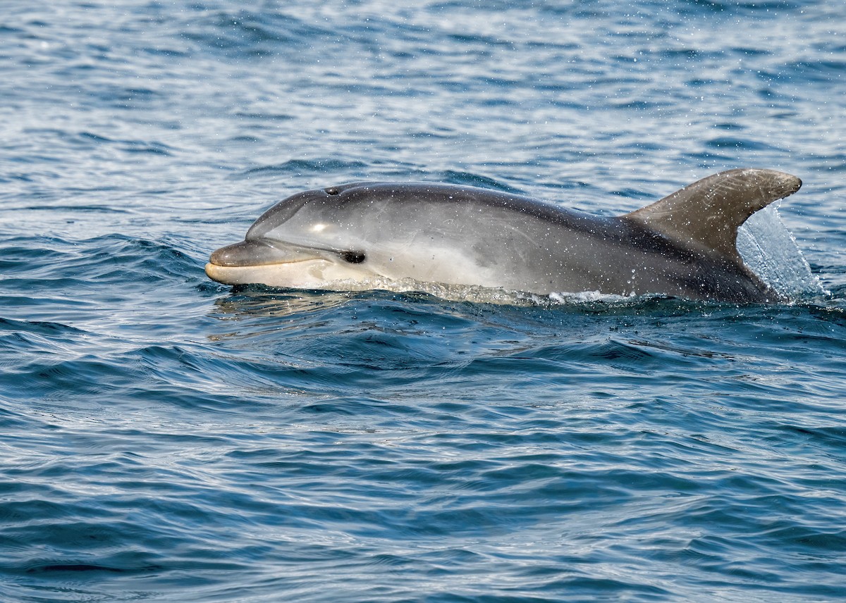 Common Bottlenose Dolphin - ML642530313