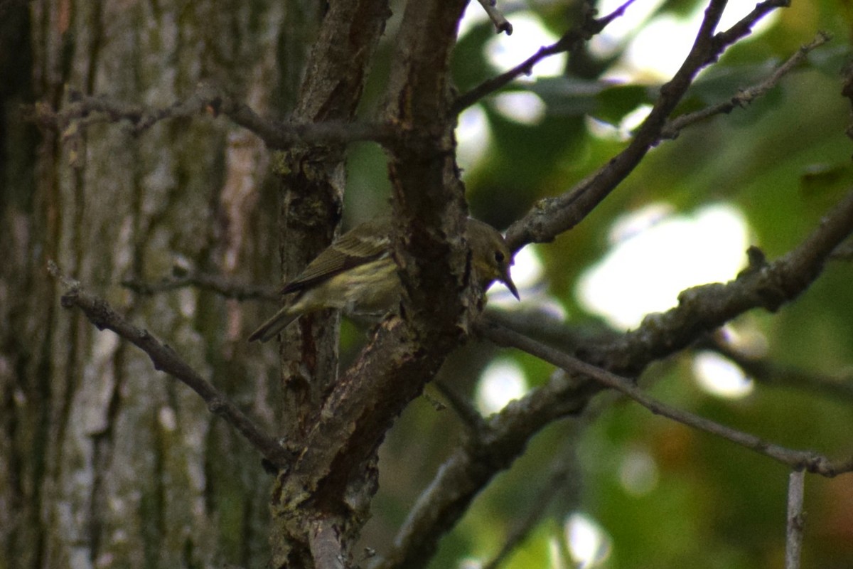 new world warbler sp. - ML642530319