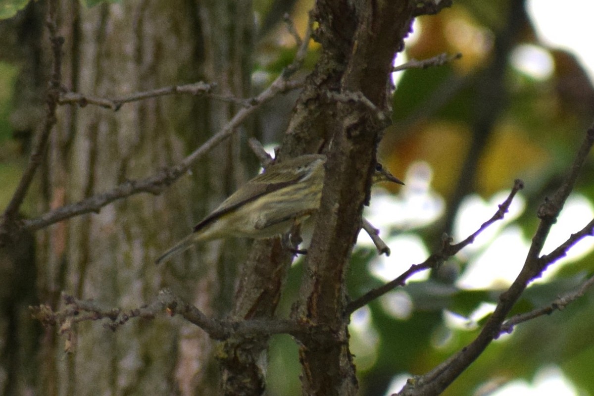 new world warbler sp. - ML642530320