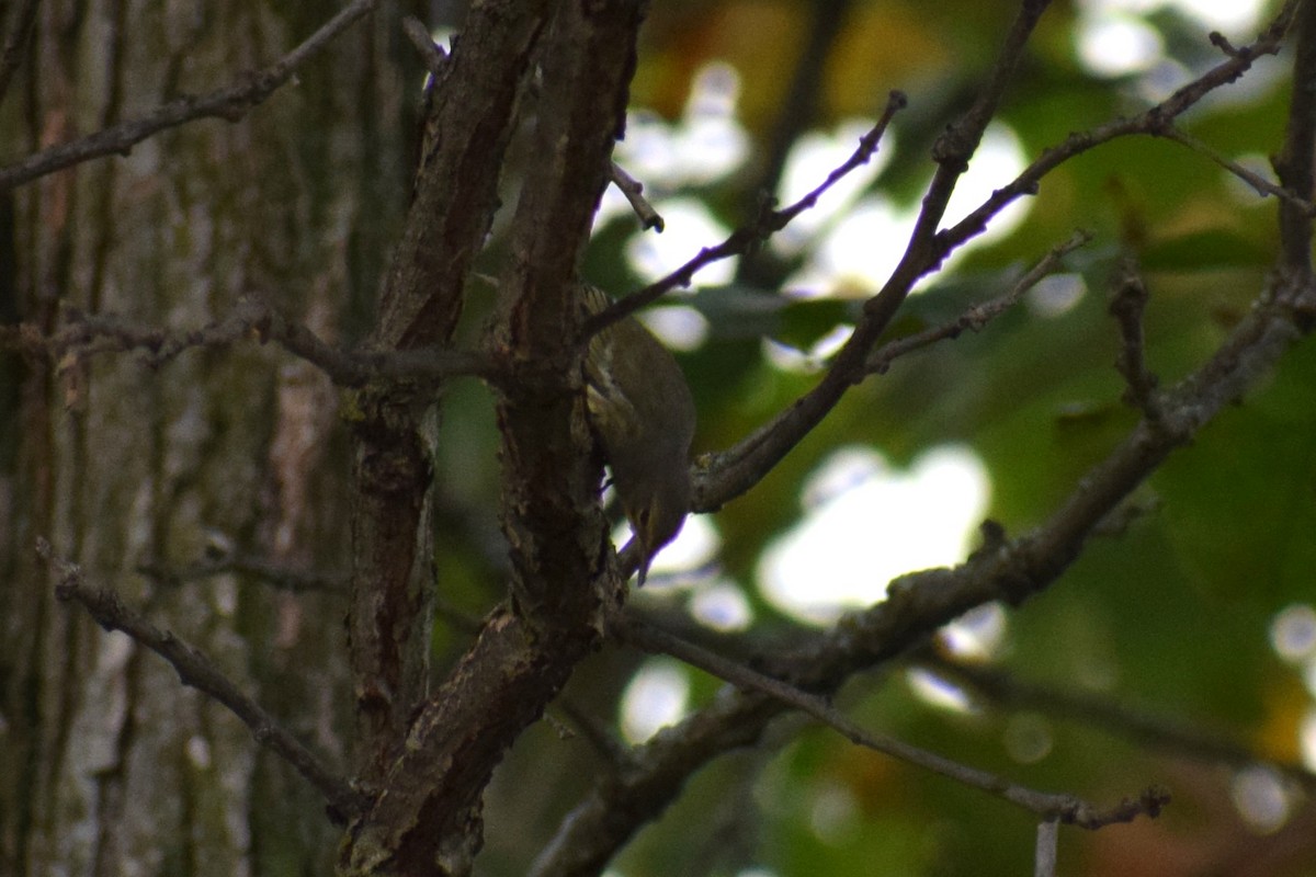 new world warbler sp. - ML642530321