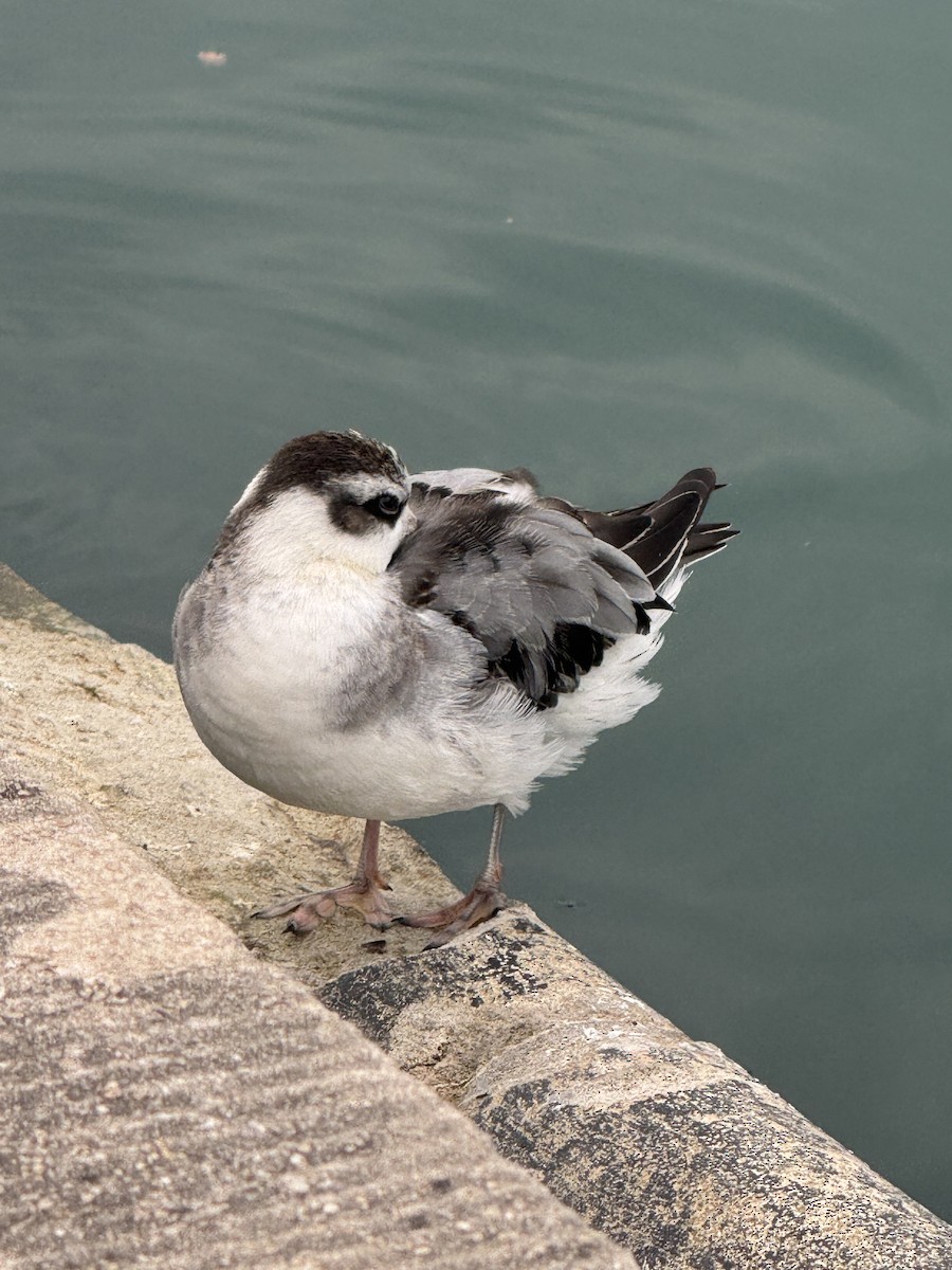 Red Phalarope - ML642530326