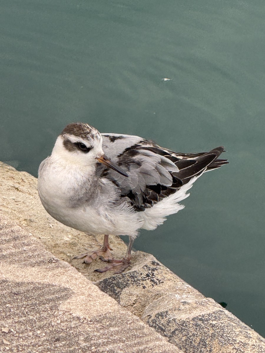 Red Phalarope - ML642530327