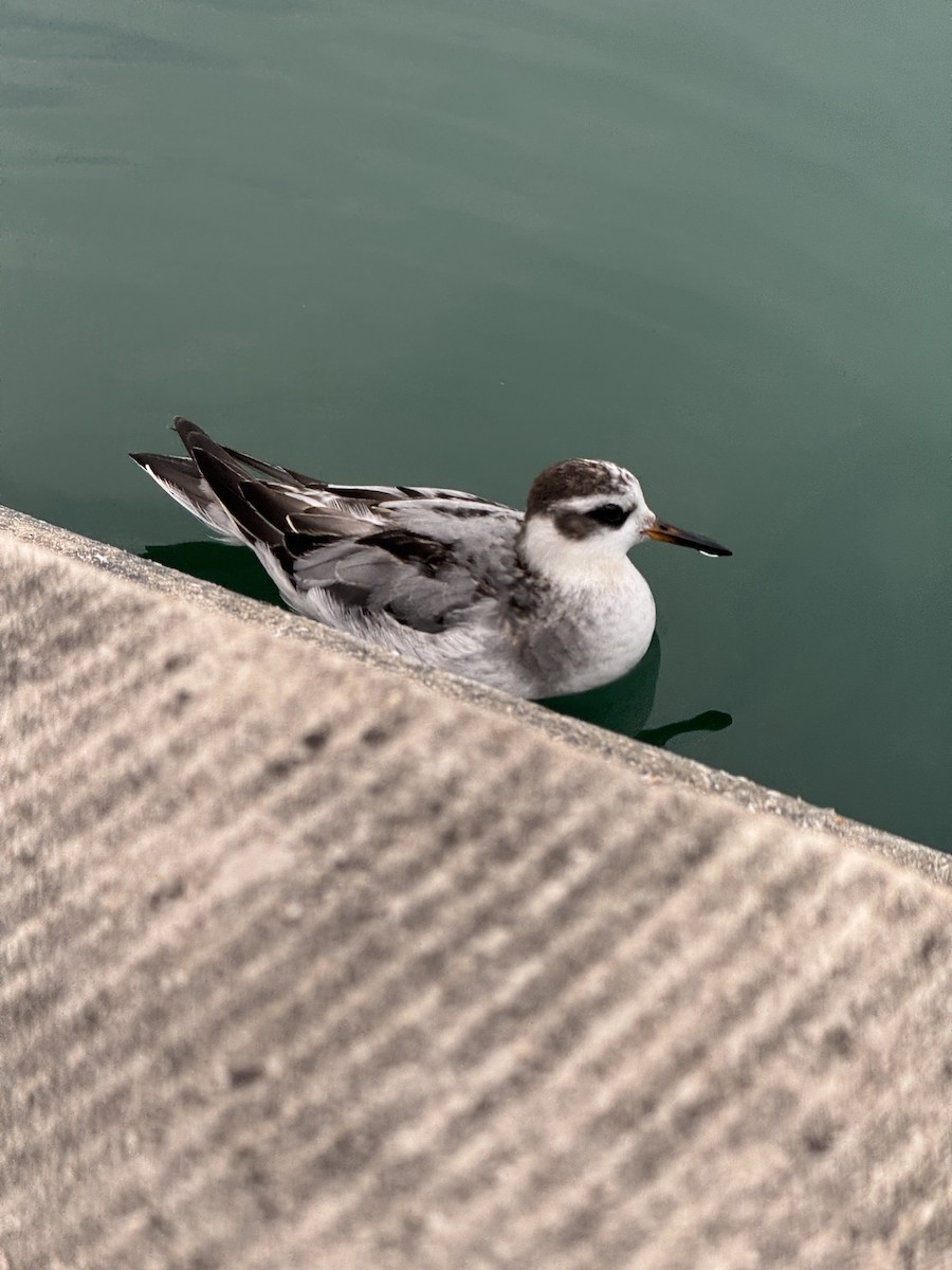 Red Phalarope - ML642530328