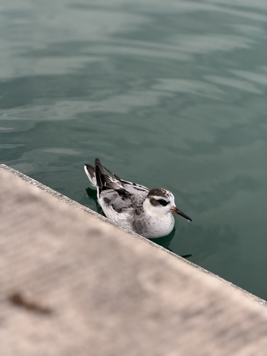 Red Phalarope - ML642530329